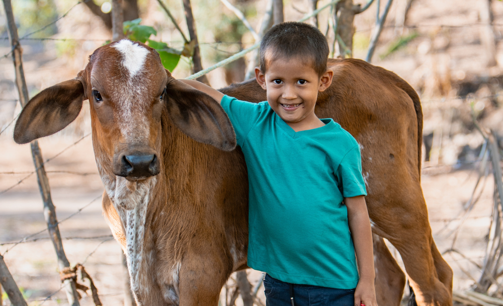 Cow